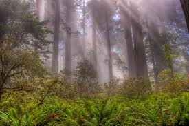 redwood forest
